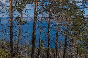 Row of pine trees trunks with black red burnt bark, forest on slope of mountain. Coast of blue...