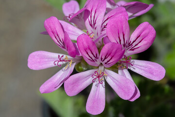 Close up of Pelargonium flower Pink Capricorn