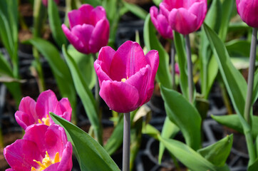 Obraz premium Common Tulipa Liliaceae Tulip windmill
