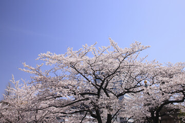 東京の桜