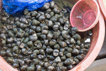 River snail sell in morning market. file of freshwater snail.