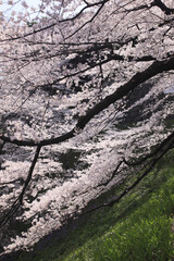 東京の桜