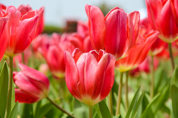 Common Tulipa Liliaceae Tulip windmill