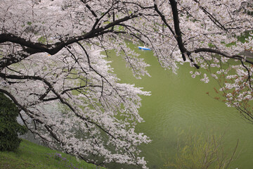 Obraz na płótnie Canvas 東京の桜