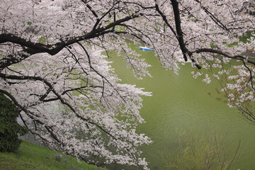 東京の桜