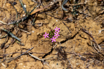 pink flower emerging in arid soil. global warming concept