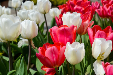 Common Tulipa Liliaceae Tulip windmill