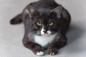 Gray cat sitting on concrete ground.	