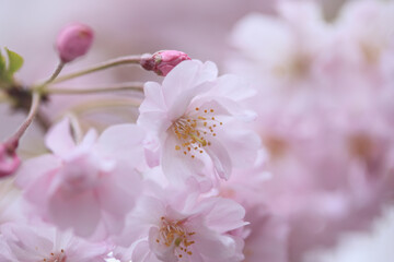 Naklejka na ściany i meble 東京の桜