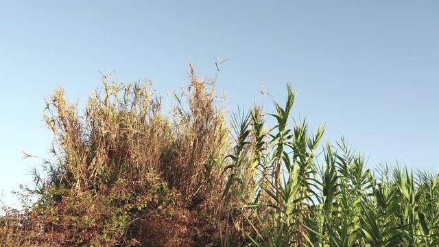 Downshot of shugar cane in the wind.