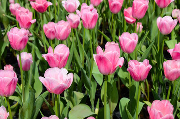 Common Tulipa Liliaceae Tulip windmill