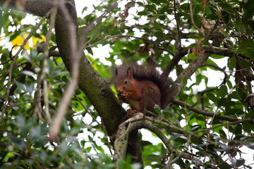 Eurasisches Eichhörnchen (Sciurus vulgaris) im Baum, Knabbert eine Nuss