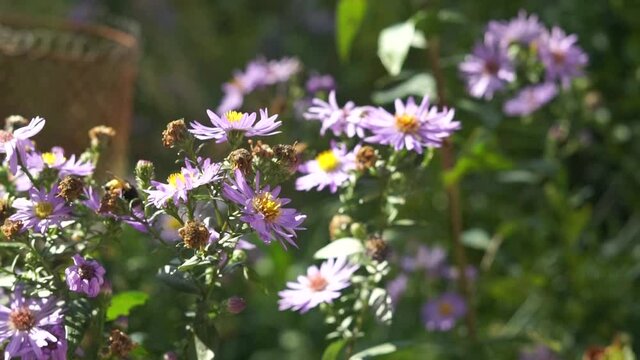 some bees are pollinating the glaucous asters (seamless loop)