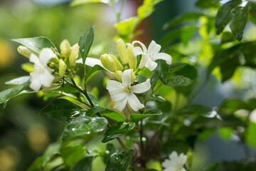 Orange Jessamine flowers