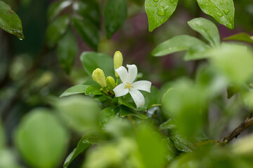 Orange Jessamine flowers