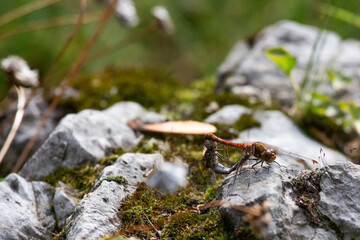 Blutrote Heidelibelle (Sympetrum sanguineum) bei Paarung auf sonnengewärmtem Stein