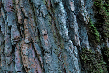 Textured relief rough bark with green moss, lichen. Pine tree trunk
