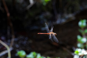 Blutrote Heidelibelle (Sympetrum sanguineum) Im Flug über Bachlauf
