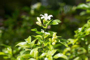 Orange Jessamine flowers