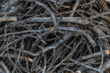 thin small gray light winding curved branches, pattern. Nature after fire