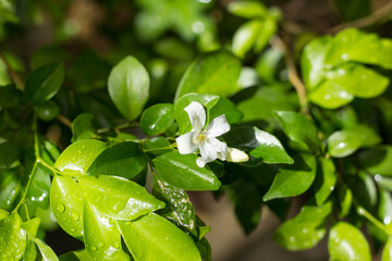 Orange Jessamine flowers