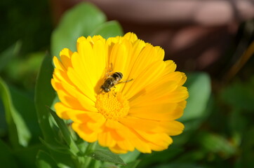 bee on a yellow flower