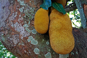 Jackfruits on tree (Artocarpus heterophyllus)