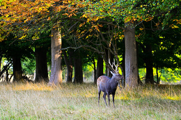 Sika deer stag