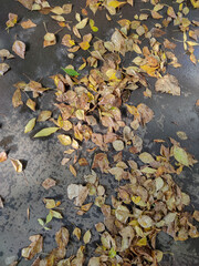 autumn leaves on the ground