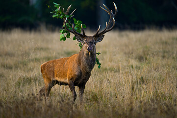 Red Deer Stag