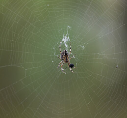spider sits on its cobweb