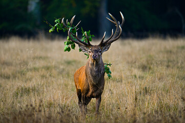 Red Deer Stag