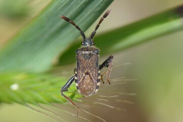 Bug (Loxocnemis dentator)