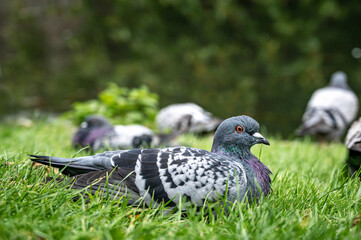 Flock of pigeons resting on grass, Wells, Somerset