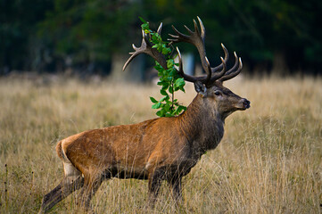 Red Deer Stag