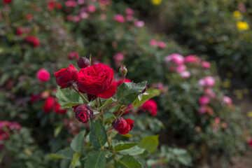 field with old type of red roses