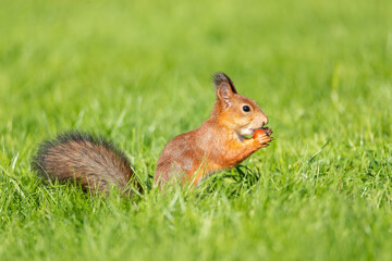 Squirrel in the park..