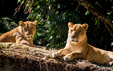 2 Lioness hanging around