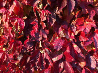 red autumn leaves