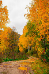 Obraz premium autumn in the woods