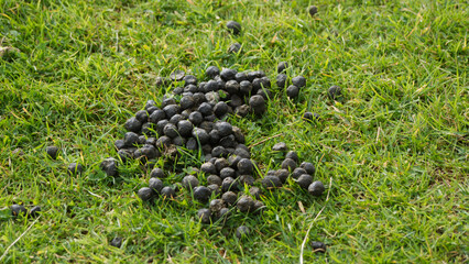 Sheep and cow droppings, 