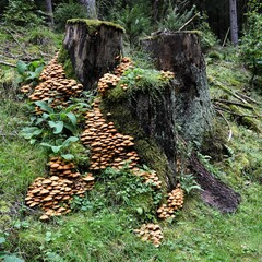 Pilze sammeln - Stockschwämmchen an abgestorbenen Baumstümpfe. Diese schmackhaften Speisepilze...