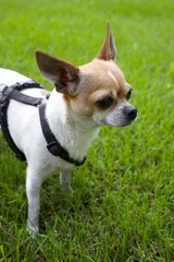 Profile of adorable little chihuahua