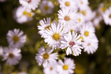 little white daisies in the public park or garden. white flowers and sunny rays. summertime. beautiful wallpaper for greeting card