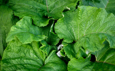 Green leaf burdock. Selective focus.