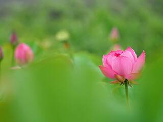 美しい蓮の花