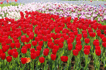 チューリップのお花畑