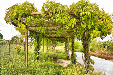 Pergola