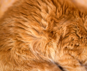 Red cat fur closeup. Shallow depth of field.