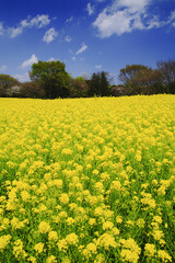 Obraz premium 菜の花畑